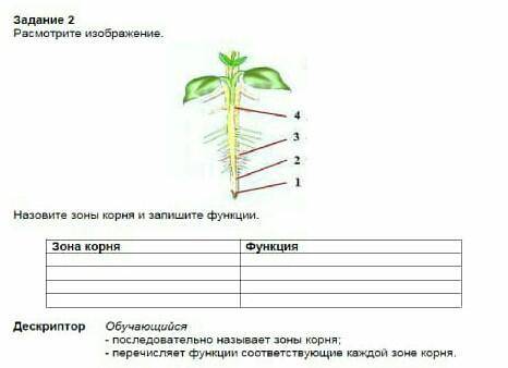 Назлвите зоны корня и запишите функции​