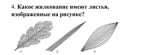 Какое жилкование имеют листья изображенные на рисунке СОООР​