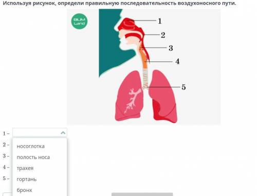 Используя рисунок, определи правильную последовательность воздухоносного пути.