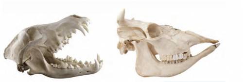 на рисунке изображены челюсти волка и коровы. Объясните, какие зубы у коровы развиты и какое значени