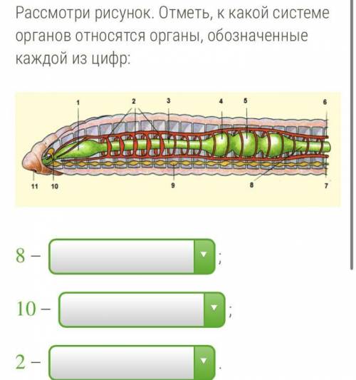 Рассмотри рисунок. Отметь, к какой системе органов относятся органы, обозначенные каждой из цифр