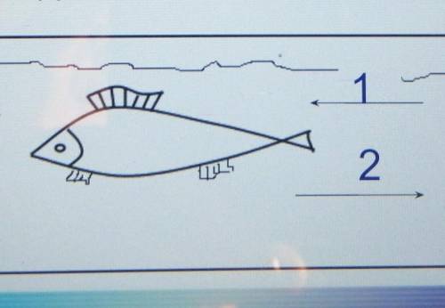 Художник зобразив модель динамічної рівноваги малюнком. Поясніть, якою має бути швидкість руху риби