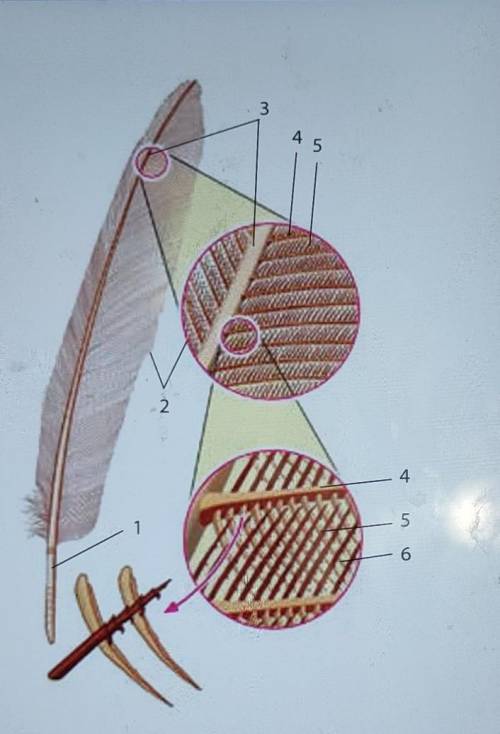 позначте на малюнку такі елементи будови контурного пера: стрижень, опахало, стовбур, борідки першог