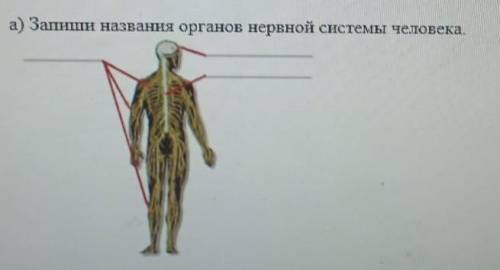 Запиши название органов нервной системы человека ​