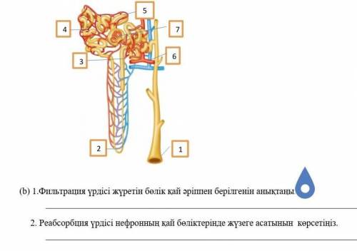 На рисунке изображён нефрон. Определите, в какой части нефрона происходит процесс фильтрации и напиш