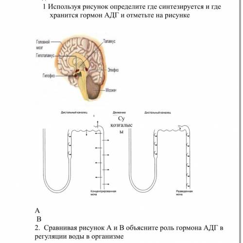 Сравнивая рисунок А и В объясните роль гормона АДГ в регуляции воды в организме Первый и второй