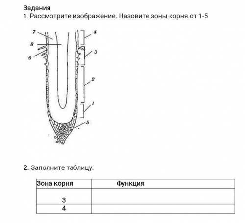 БИОЛОГИЯ! Задания1. Рассмотрите изображение. Назовите зоны корня.от 1-5 2. Заполните таблицу:Зона ко
