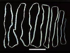Укажи название червя, изображённого на рисунке: широкий лентецпечёночный сосальщиккошачий сосальщикб