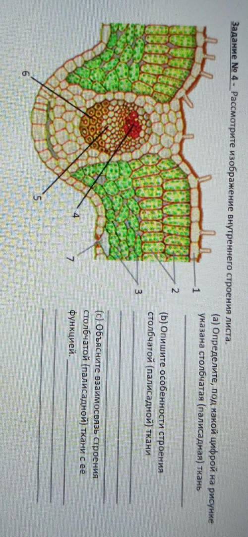 Задание No 4 - Рассмотрите изображение внутреннего строения листа. (а) Определите, под какой цифрой