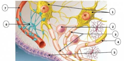 Исследуйте срезы нервной ткани, используя различные изображения нервной ткани. Изучите описательную