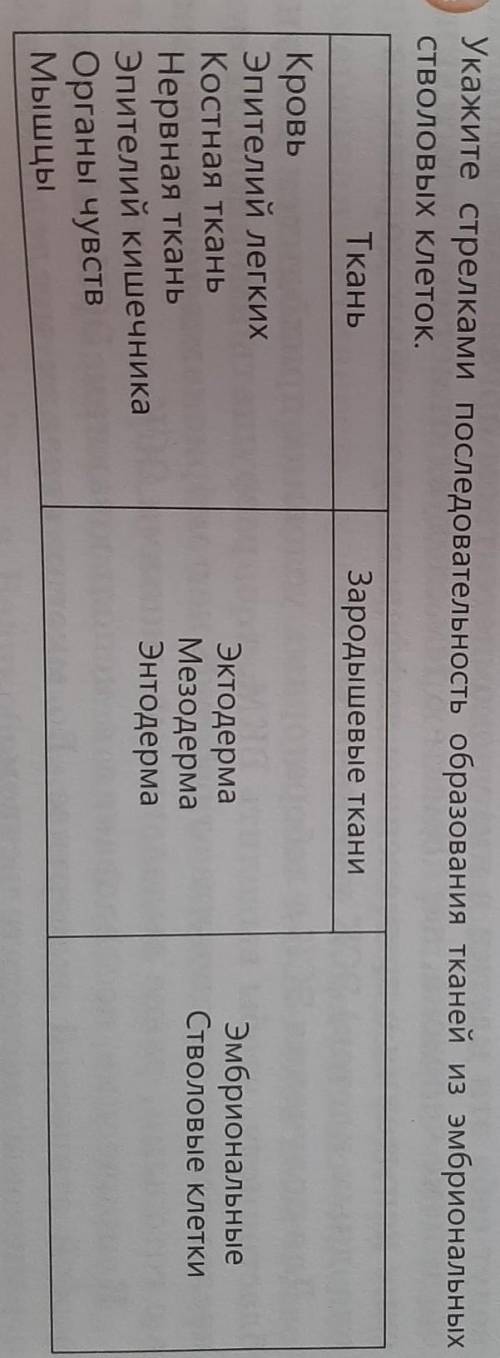 Укажите стрелками последовательность образования тканей из эмбриональных стволовых клеток​