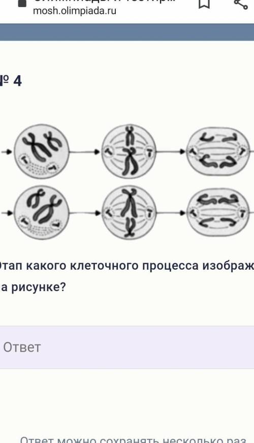 Этап какого клеточного процесса изображен на рисунке?​