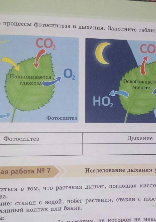 Сравните процессы фотосинтеза и дыхания. Заполните таблицу в тетради. СО,CO2(,О,Накапливаетсяглюкоза
