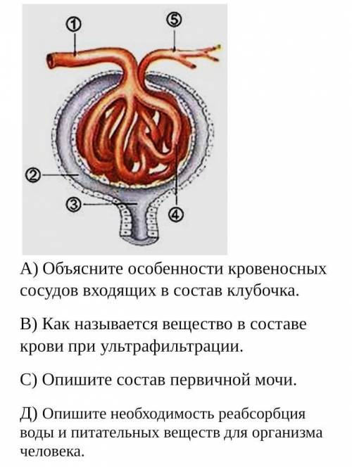 На рисунке показана фильтрация крови. А) Объясните особенности кровеносных сосудов входящих в состав