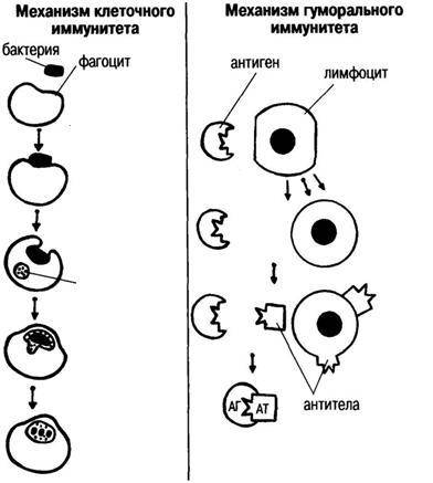 Какая схема (1 или 2) соответствует гуморальному иммунитету. ( ) Приведите по два примера отличия кл