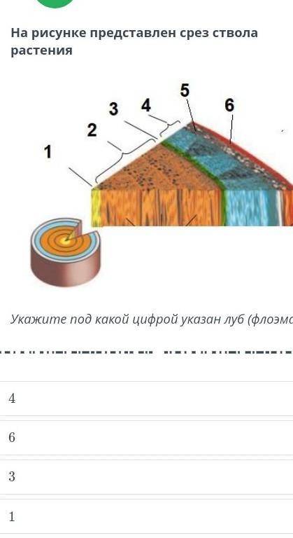 Хлеб задние по биологии очень лёгкое ​