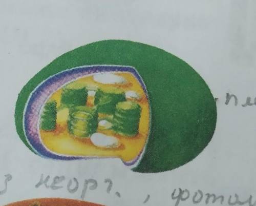 15 Розгляньте органелу, яка зображена на малюнку. Напишіть, які речовини в ній утворю-Тыся, а які ро