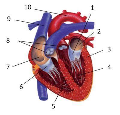 Что из перечисленного обозначено цифрой 3 на рисунке «Строение сердца в разрезе»? 1)желудочек 2)пери