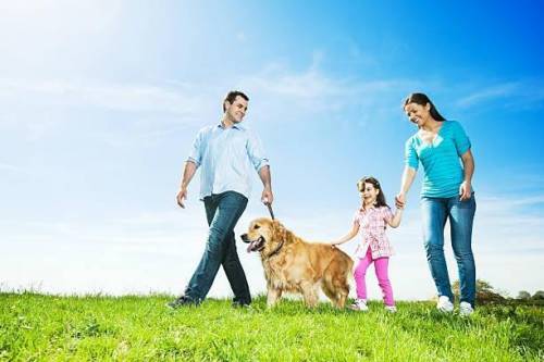 Описание фотографии Семейная прогулка с собакой Нужно 10 предложений. Вопросы-подсказки: 1. Кто за