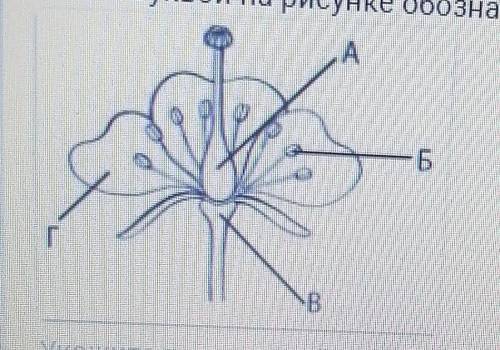 Какой буквой на рисунке обозначена женская часть цветка? ​
