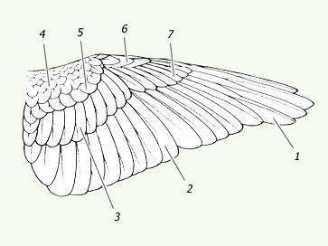 по биологии, зовнішня будова крила. По цыфрам.