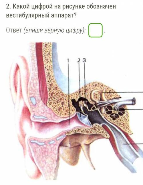 Какой цифрой на рисунке обозначен вестибулярный аппарат?​