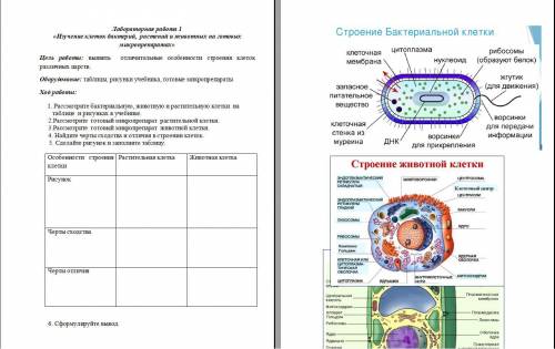 Лабораторная работа по биологии