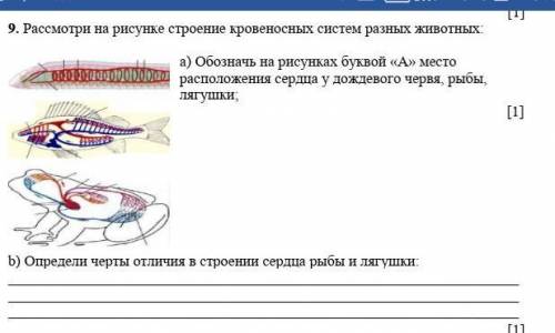 9. Рассмотри на рисунке строение кровеносных систем разных животных: а) Обозначь на рисунках буквой