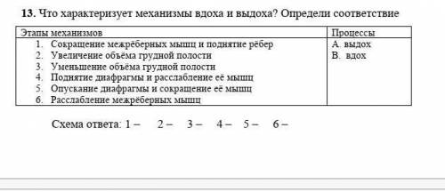 13. Что характеризует механизмы вдоха и выдоха? Определи соответствие Этапы механизмов 1. Сокращение