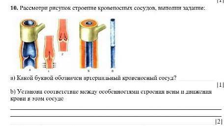Установи соответствие между особенностями строения верные движения крови в этом сосуде​