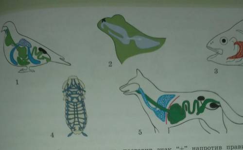 1. Моделирование. По рисункам определите типы дыхания животных и сравните органы дыхания безпозвоноч