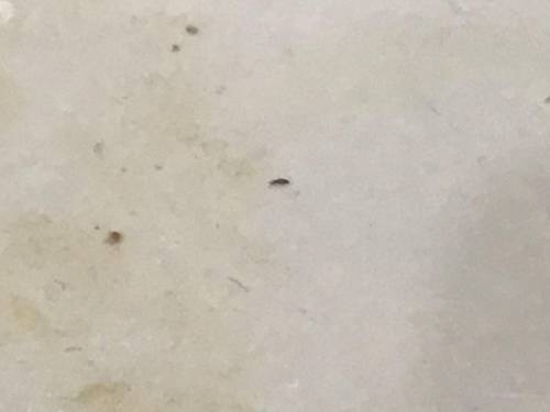 Что это за жук на фото? ( СКАЖУ СРАЗУ ФОТО УВЕЛЕЧИНО В 4Х) Он ползает в ванне чаще бывает рядом с мы