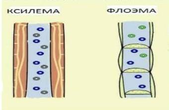 Задание 2. Используя рисунок, сравните строение элементов ксилемы и флоэмы. какую роль играют эти п