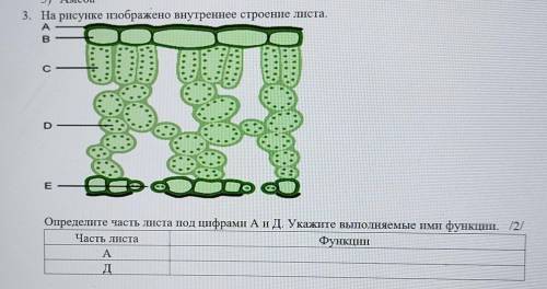 На рисунке изображено внутреннее строение листа. АсDEОпределите часть листа под цифрами АиД. Укажите