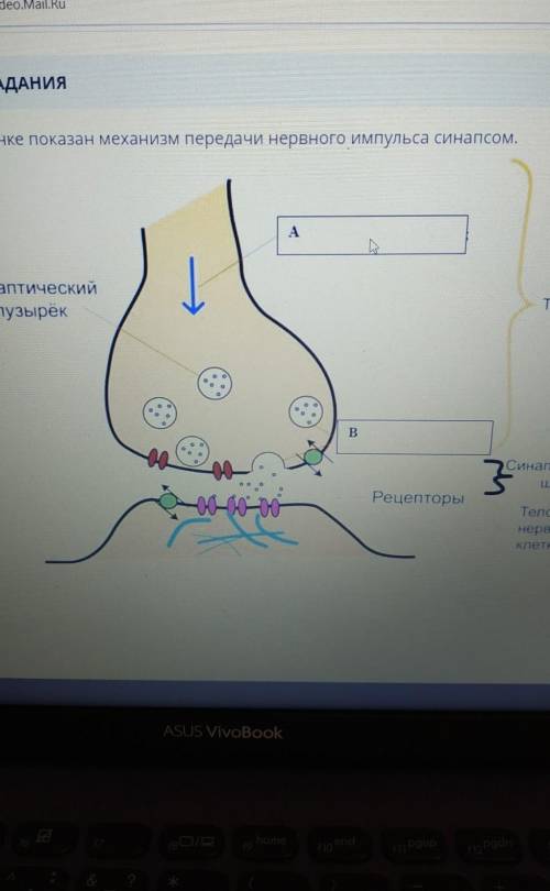 На рисунке показан механизм передачи нервного Импульса синапсом.​