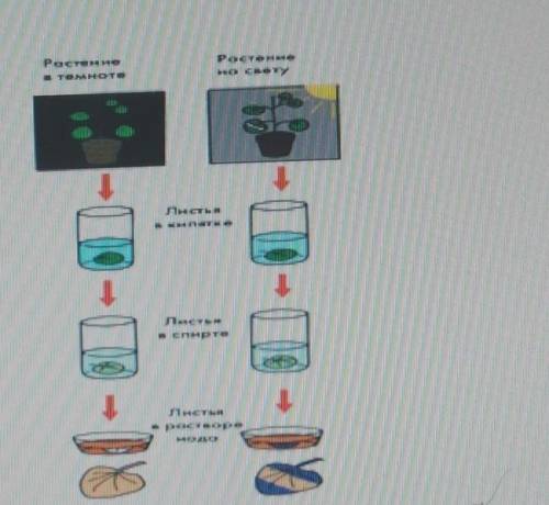 6.На рисунке показаны эксперименты, доказывающие процесс фотосинтеза (а) Определите, какое условие н