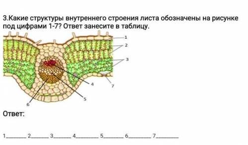 Какие структуры внутреннего строения листа обозначены на рисунке под цифрами 1-7? ответ занесите в т