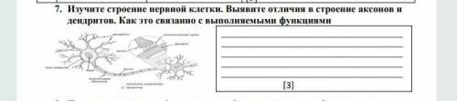 изучите строение нервной клетки. Выявите отличия строение аксонов и дендритов. Как это связано с вып