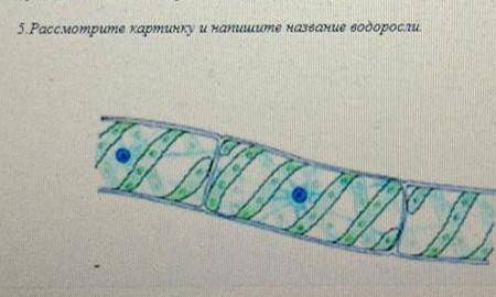 Какие водоросли на картинке