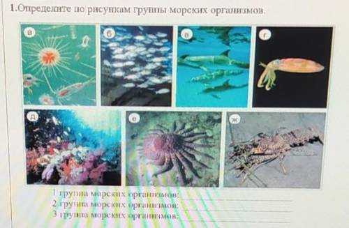 Определите по рисункам группы морских организмов​