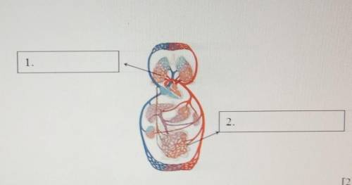 Подпишите на рисунке круги кровообращения.​