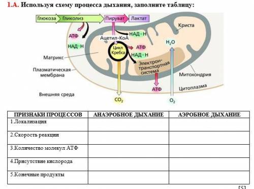 Используя схему процесса дыхания, заполните таблицу: ПРИЗНАКИ ПРОЦЕССОВ АНАЭРОБНОЕ ДЫХАНИЕ АЭРОБНОЕ