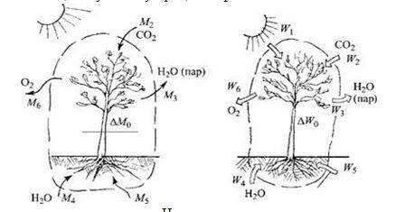 2. На рисунке показан процесс теплообмена в живой природе. а) Опишите второй закон термодинамики на