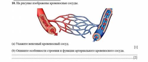 10. На рисунке изображены кровеносные сосуды. (а) Укажите венозный кровеносный сосуд.(b) Опишите осо