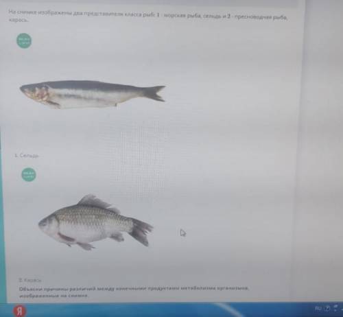 На снимке изображены два представителя класса рыб: 1 – морская рыба, сельдь и 2 – пресноводная рыба,
