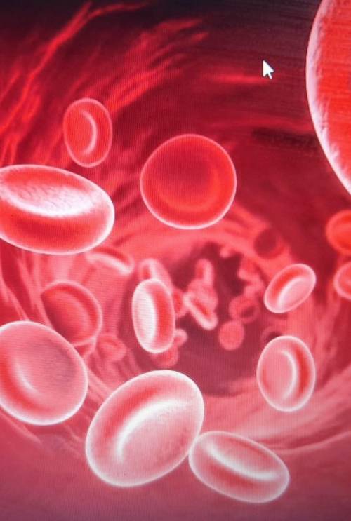 Определите для каких живых организмов характерны замкнутая кровеносная система? Верных ответов: 4Вин