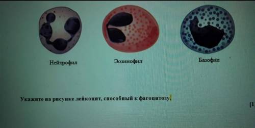 На рисунке ниже представлены типы зернистые лейкоцитов​
