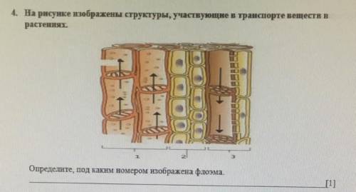 скажите ответ умаляю​