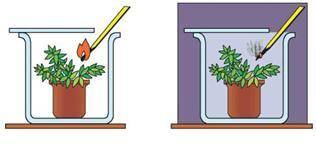 1 Дана схема транспортной системы растения. [3] А) Как называется данный орган В) Укажите, название