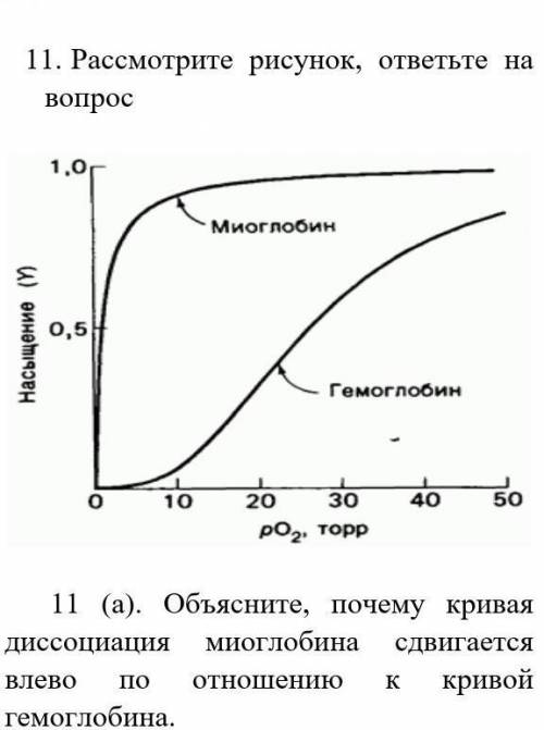 11 (a). Объясните, почему кривая диссоциация миоглобина сдвигается влево по отношению к кривой гемог